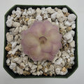 Pinguicula agnata x cyclosecta product image 1