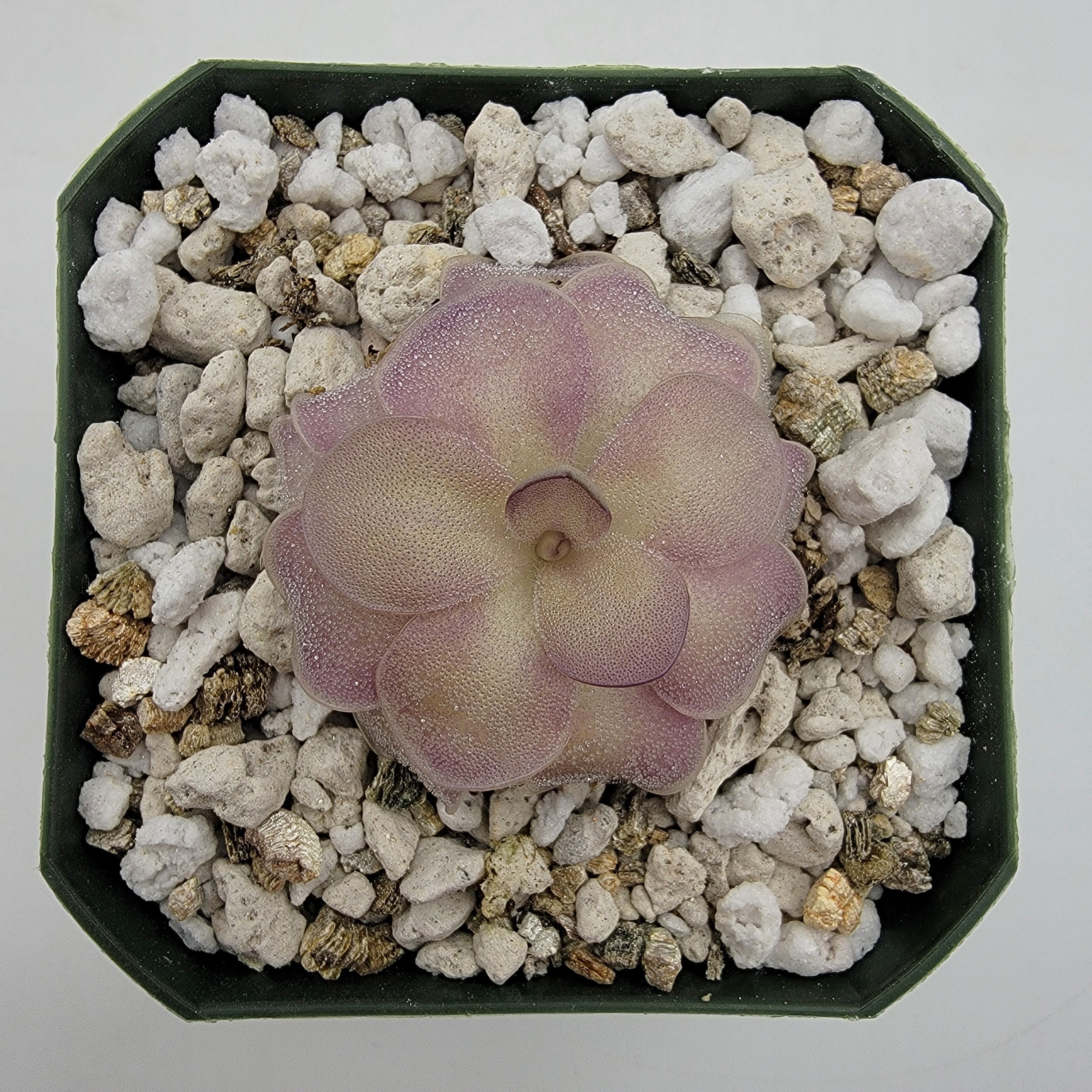 Pinguicula agnata x cyclosecta product image 1