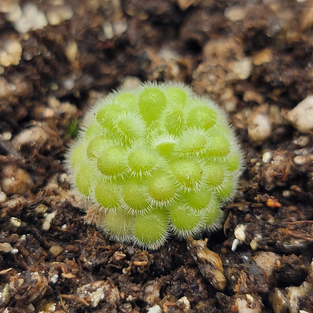 Close-up of a bright green Pinguicula agnata x gypsicola rosette with white leaf hairs