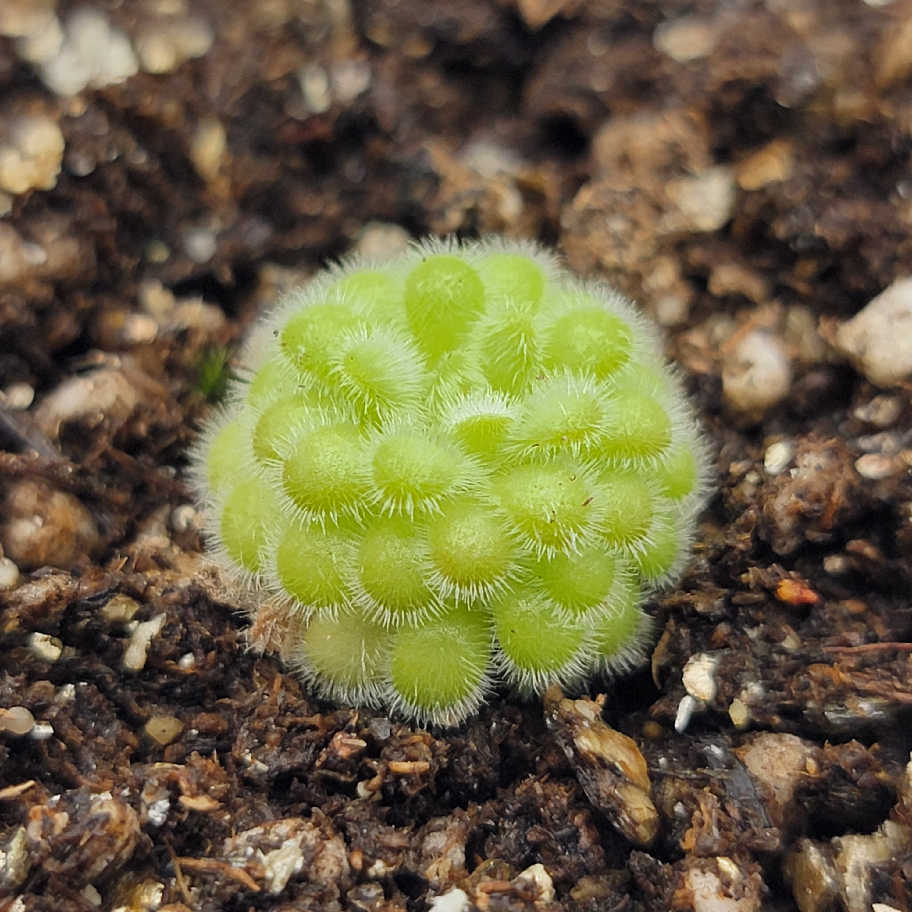 Close-up of a bright green Pinguicula agnata x gypsicola rosette with white leaf hairs