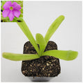 Pinguicula 'Apasionada' live plant product image 1