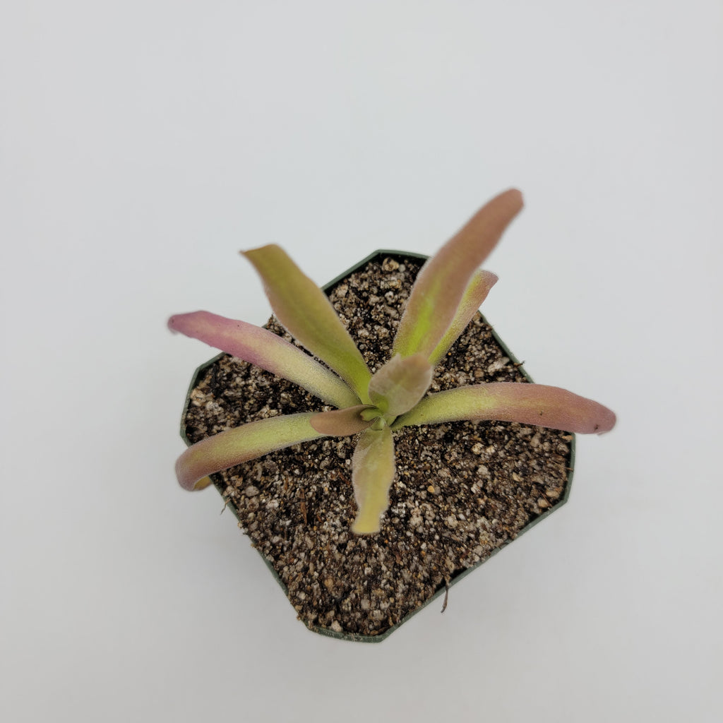 Pinguicula 'Aphrodite' live plant product image 1