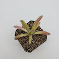 Pinguicula 'Aphrodite' live plant product image 1