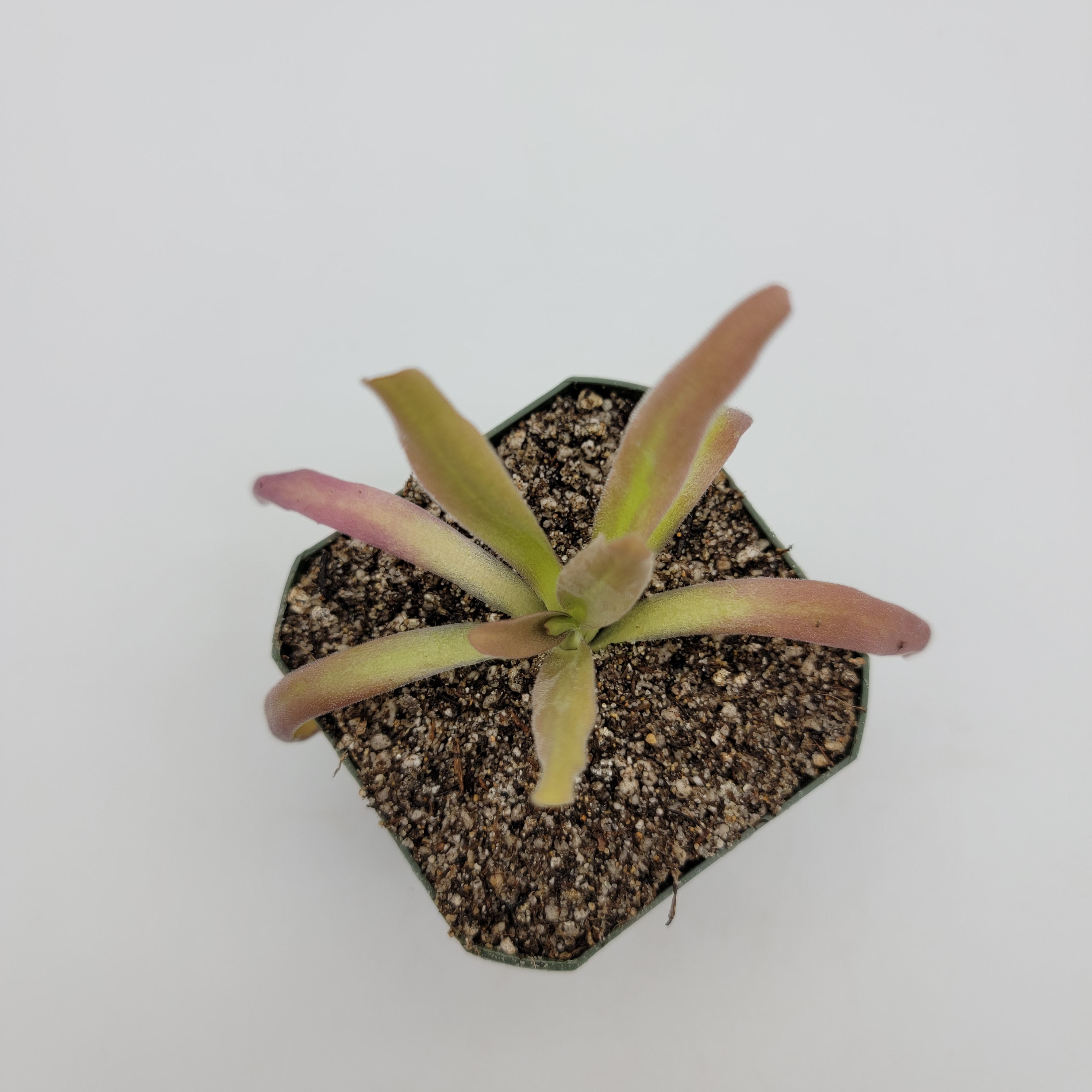 Pinguicula 'Aphrodite' live plant product image 1