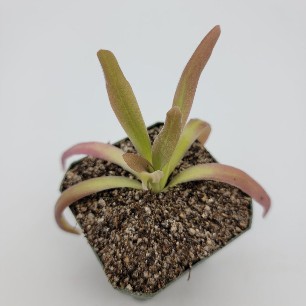 Pinguicula 'Aphrodite' live plant product image 4