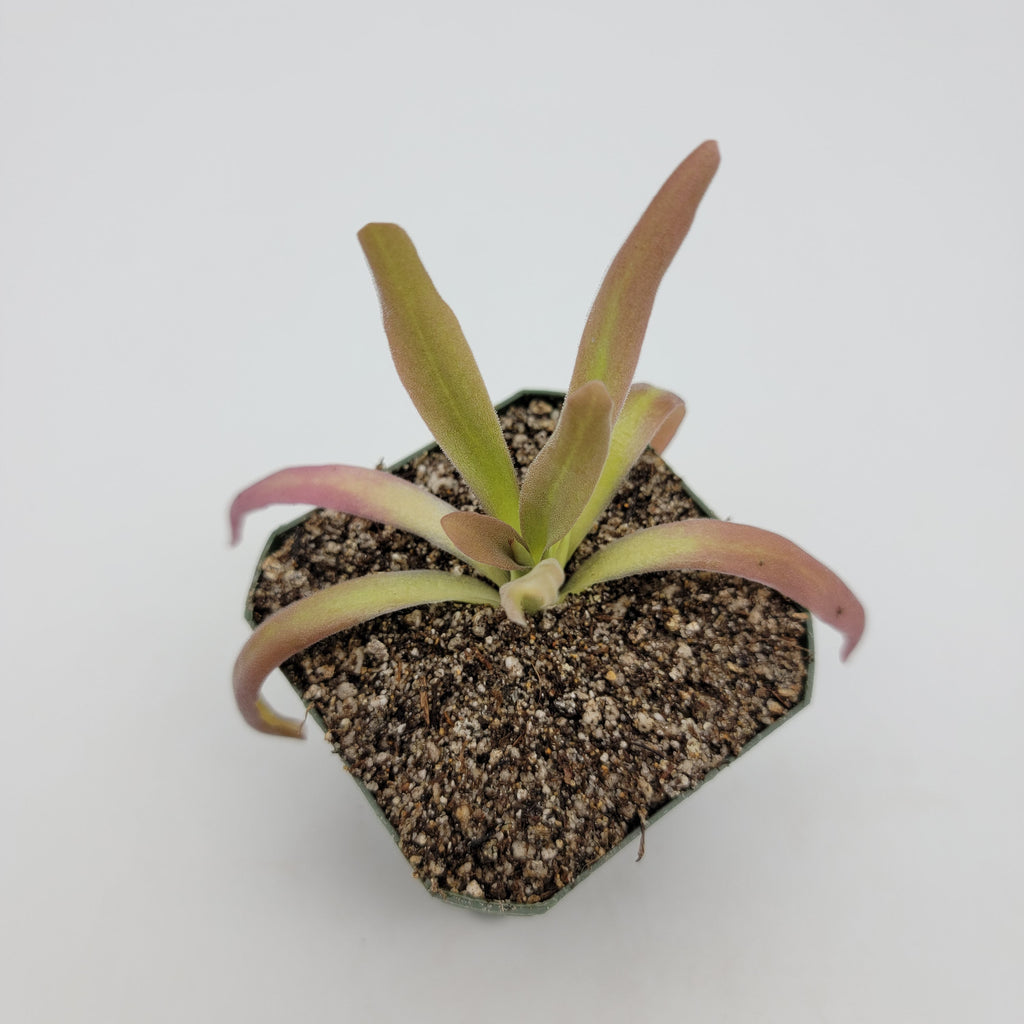 Pinguicula 'Aphrodite' live plant product image 3
