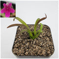 Pinguicula calderoniae {llano del conejo, San Luis Potosi} product image 1