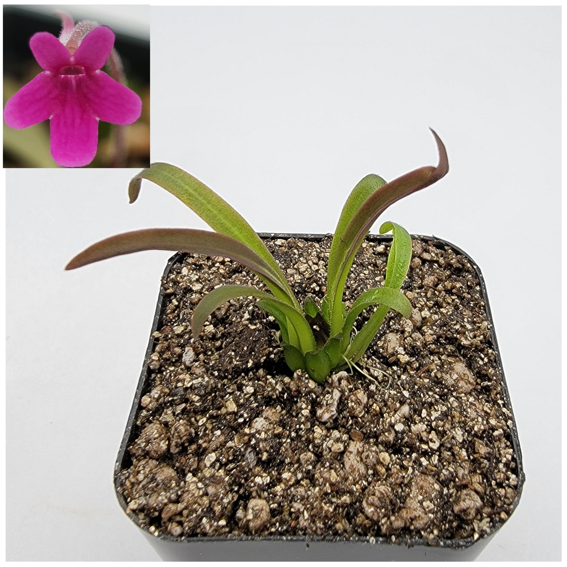 Pinguicula calderoniae {llano del conejo, San Luis Potosi} product image 1