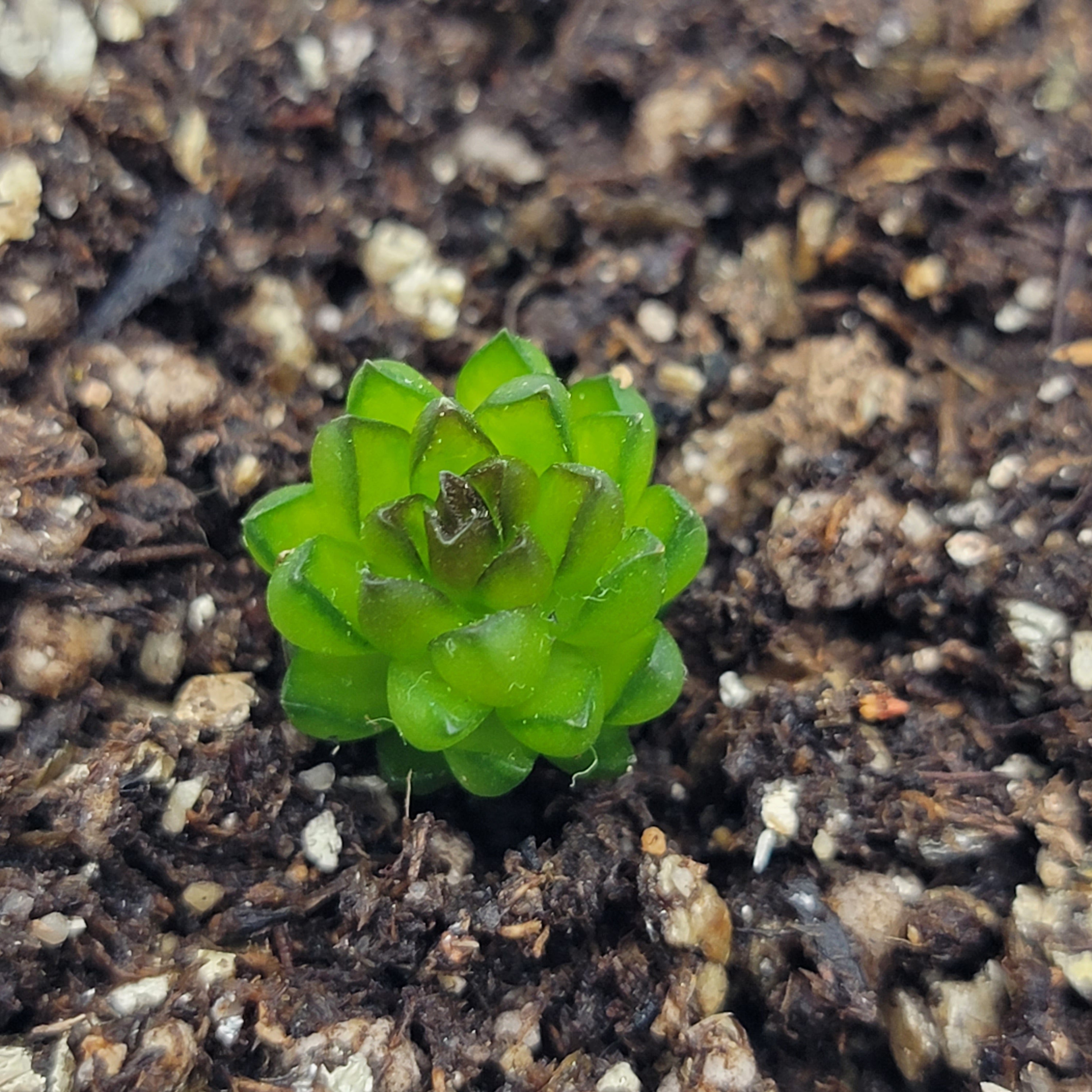 Pinguicula calderoniae {llano del conejo, San Luis Potosi} product image 2