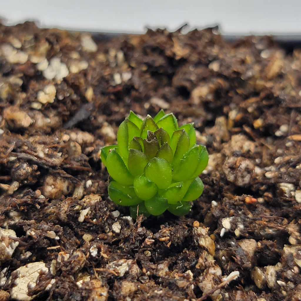 Pinguicula calderoniae {llano del conejo, San Luis Potosi} product image 4