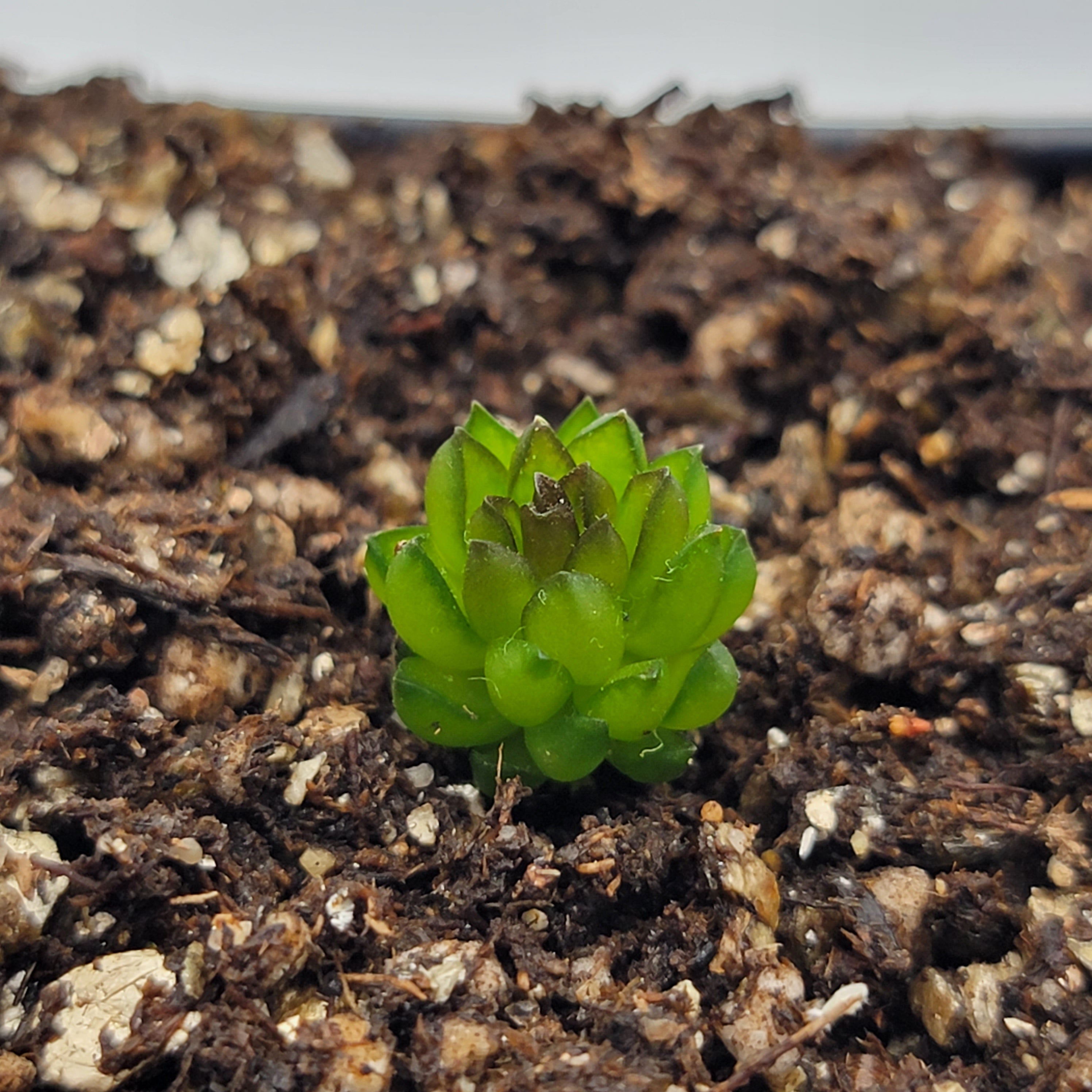 Pinguicula calderoniae {llano del conejo, San Luis Potosi} product image 4