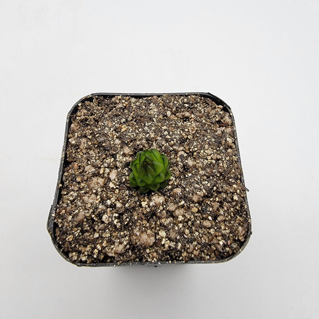 Pinguicula calderoniae {llano del conejo, San Luis Potosi} product image 7