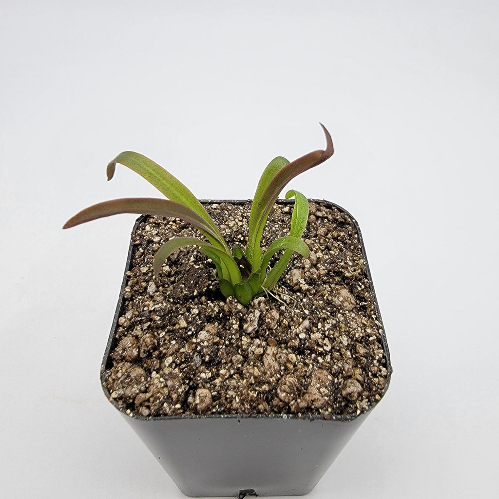 Pinguicula calderoniae {llano del conejo, San Luis Potosi} product image 3