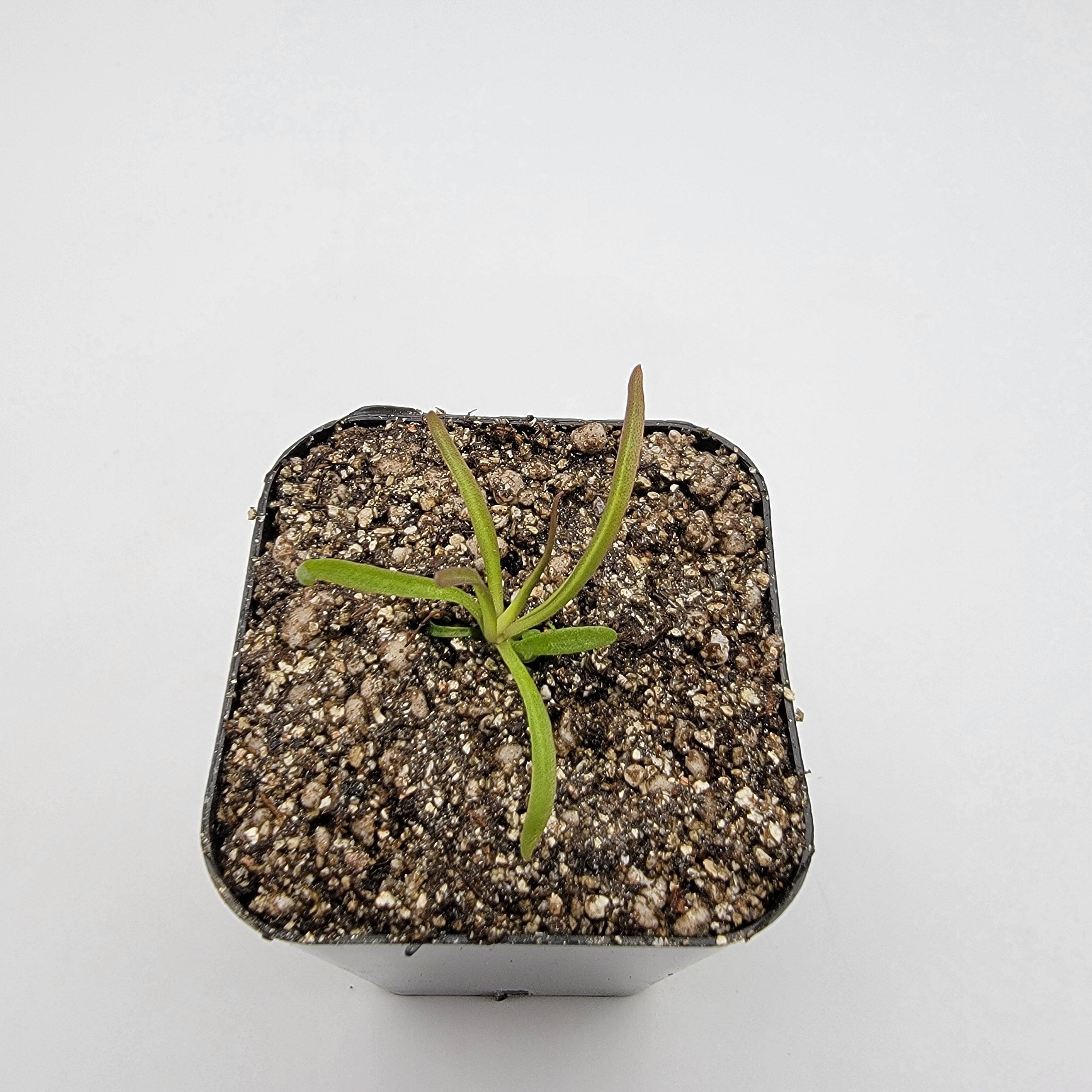 Pinguicula calderoniae {llano del conejo, San Luis Potosi} product image 5