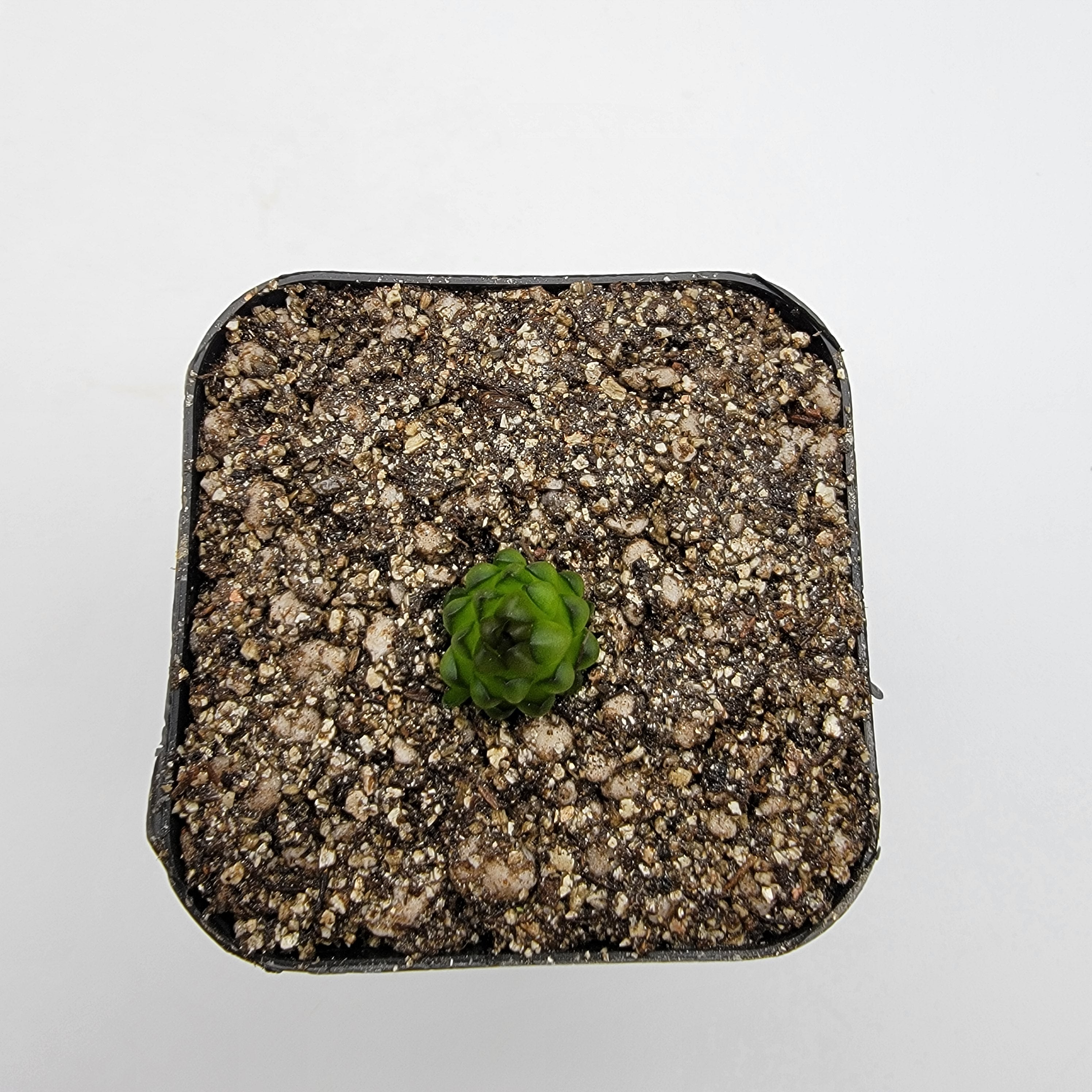 Pinguicula calderoniae {llano del conejo, San Luis Potosi} product image 6