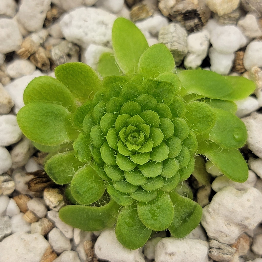 Pinguicula colimensis product image 1