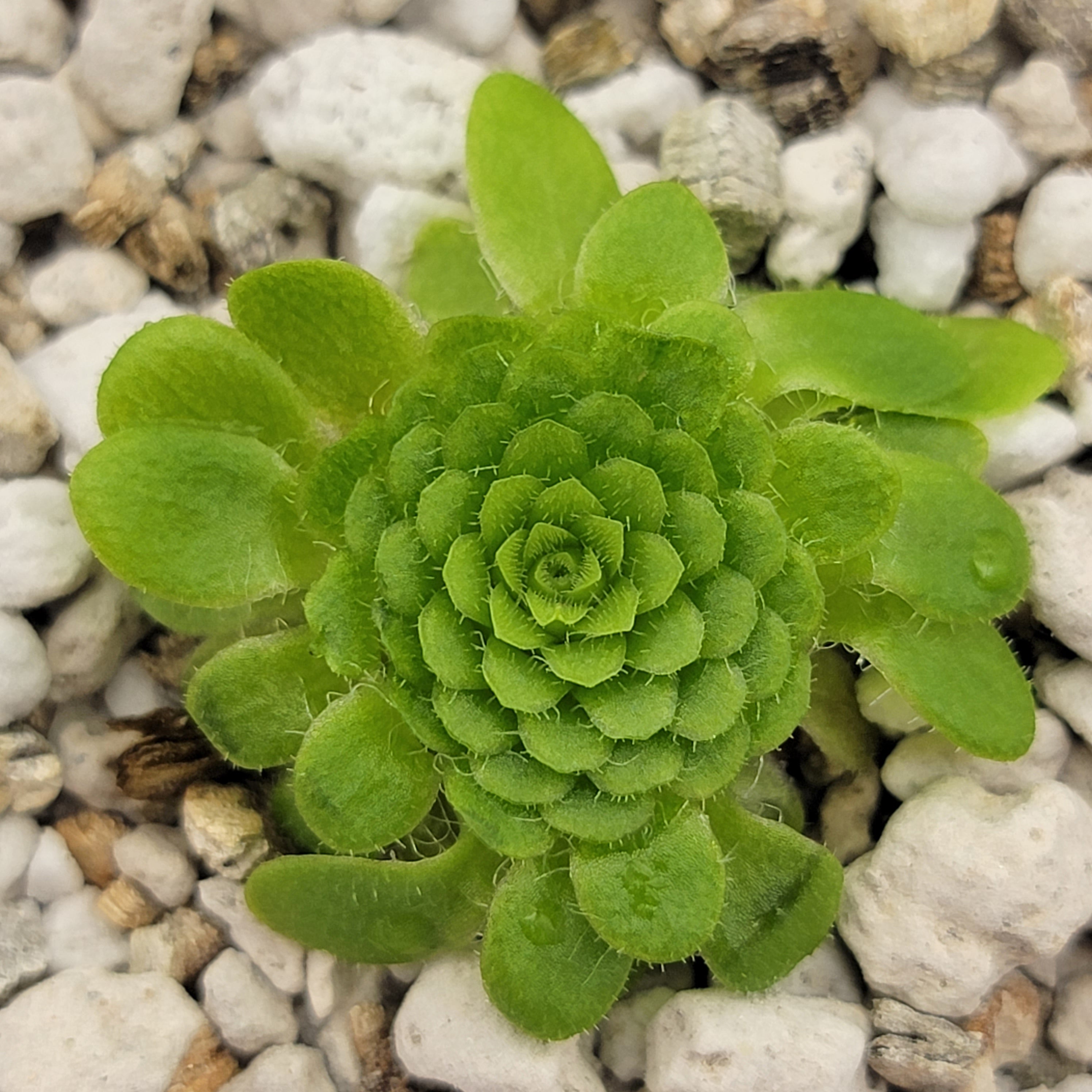 Pinguicula colimensis product image 1