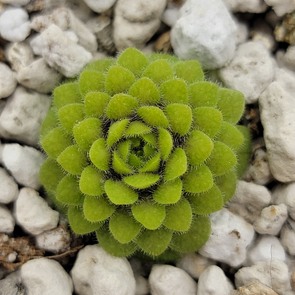 Pinguicula conzattii product image 2