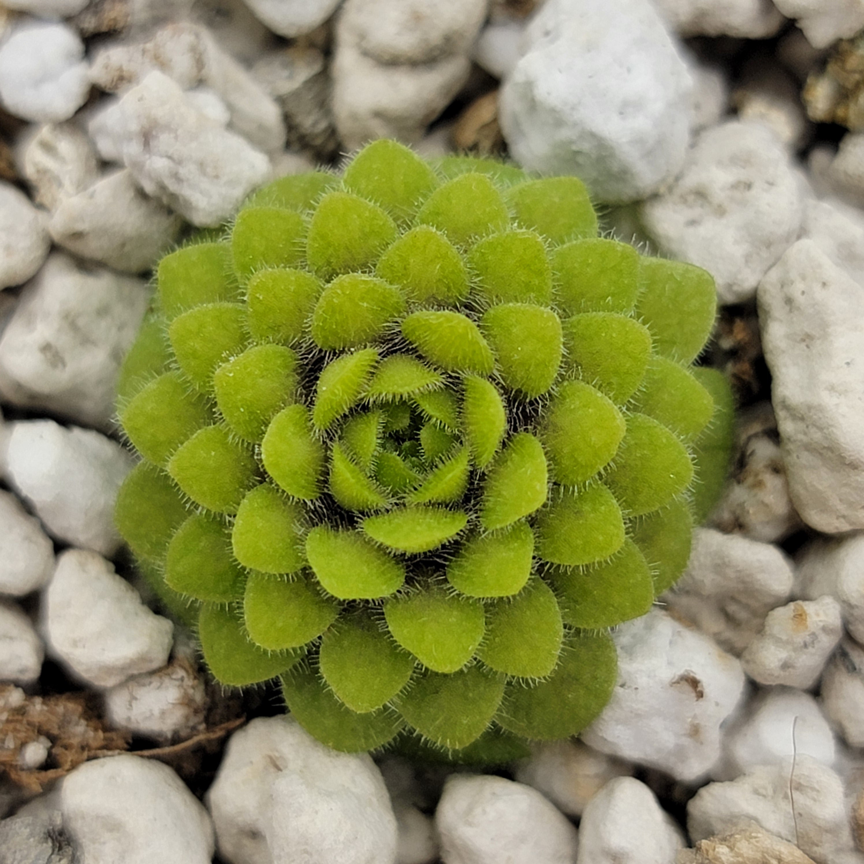 Pinguicula conzattii product image 2