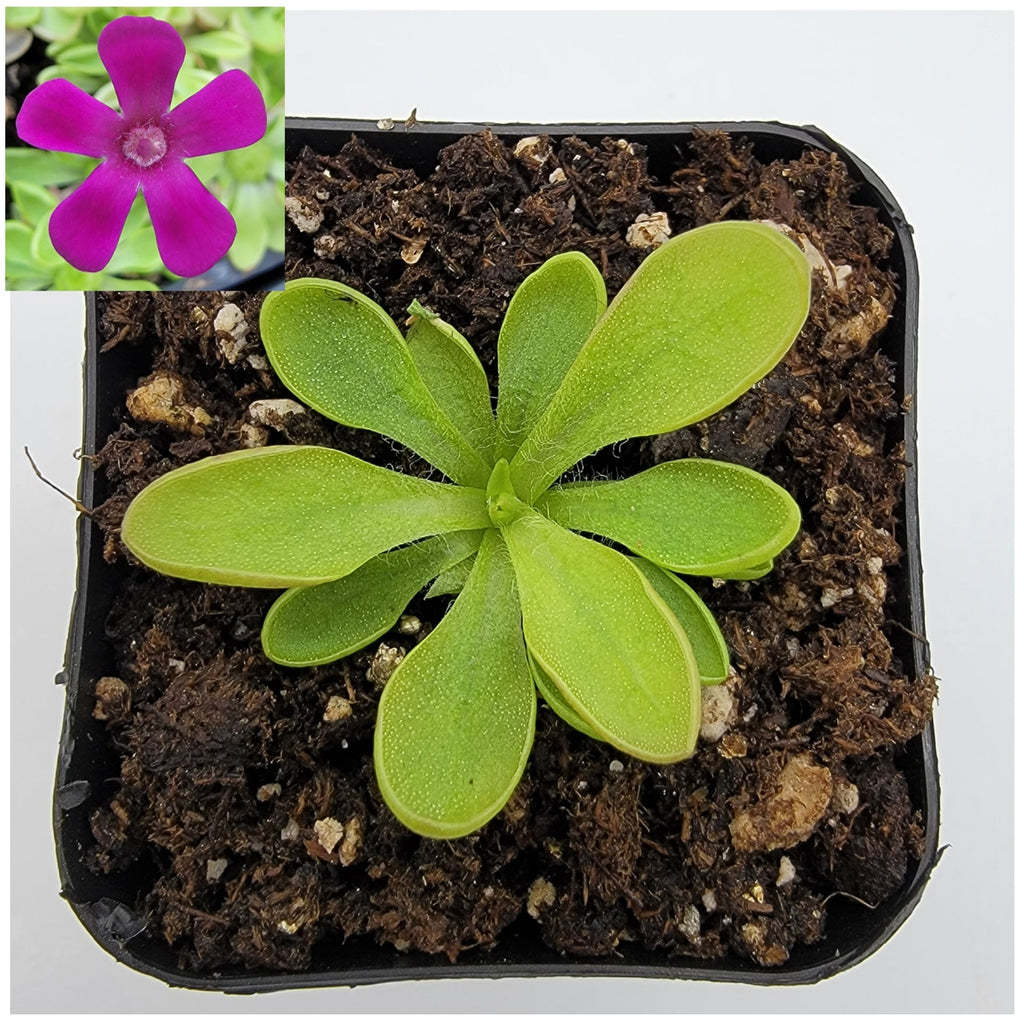 Pinguicula crassifolia in a black nursery pot with a purple flower inset