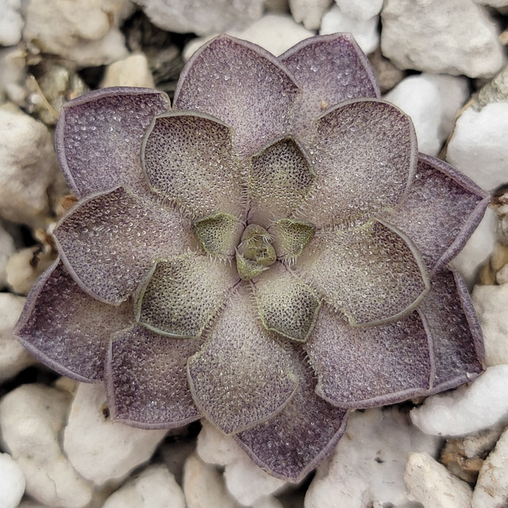 Pinguicula cyclosecta {Dulces Nombres, Nuevo León} product image 1