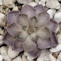 Pinguicula cyclosecta {Dulces Nombres, Nuevo León} product image 1