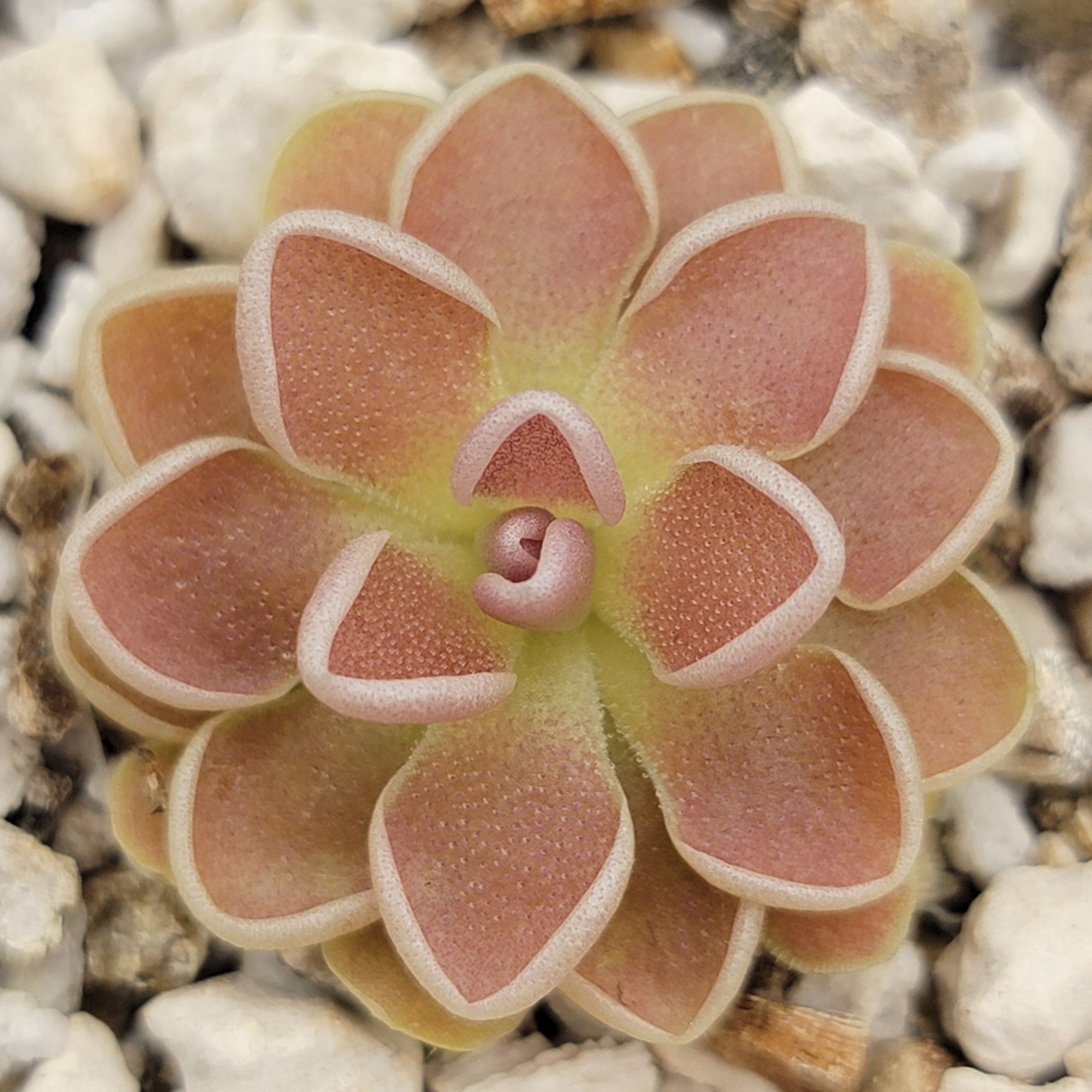 Pinguicula ehlersiae {Tolantongo} product image 2