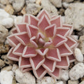 Pinguicula ehlersiae live plant product image 1