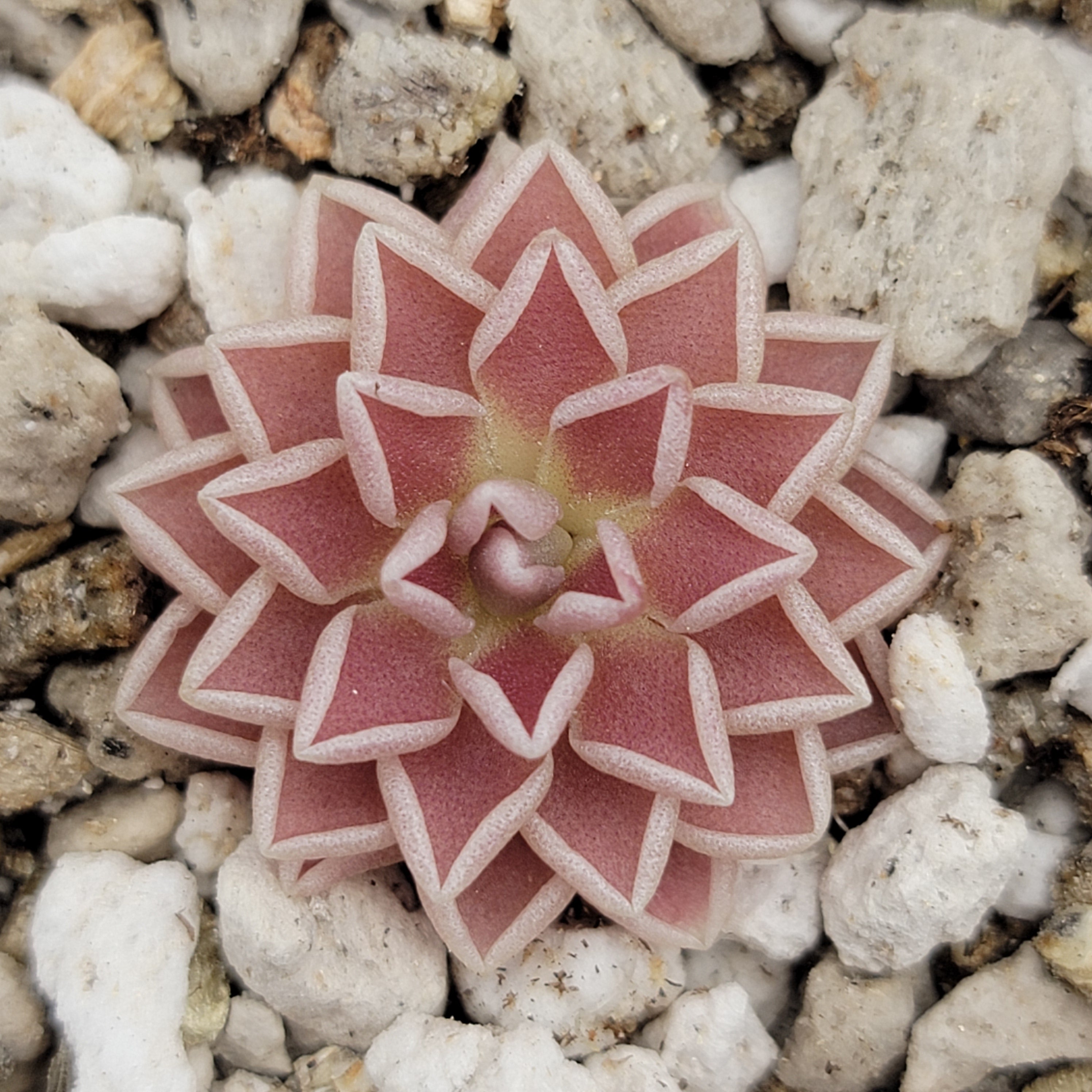 Pinguicula ehlersiae live plant product image 2