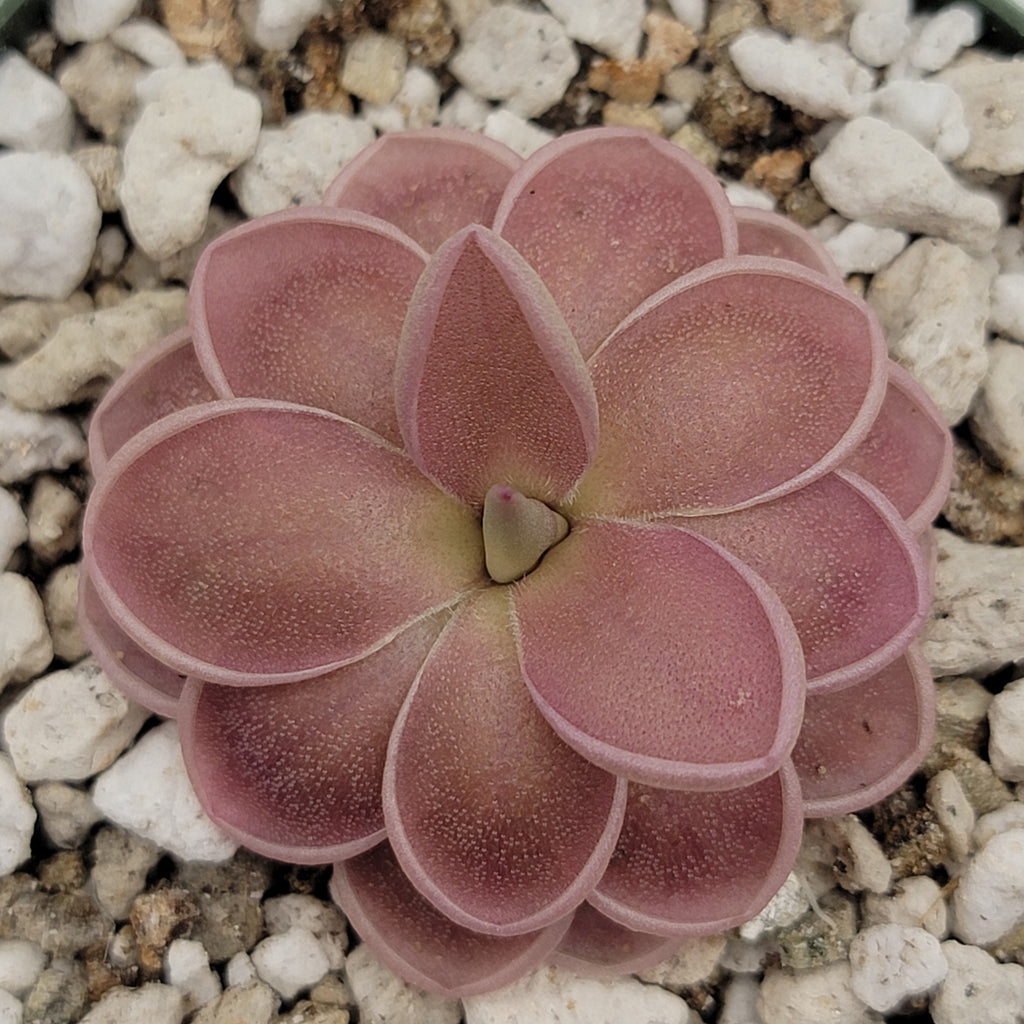 Pink Pinguicula ehlersiae x mesophytica Clone 001 rosette among white grit