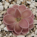 Pink Pinguicula ehlersiae x mesophytica Clone 001 rosette among white grit