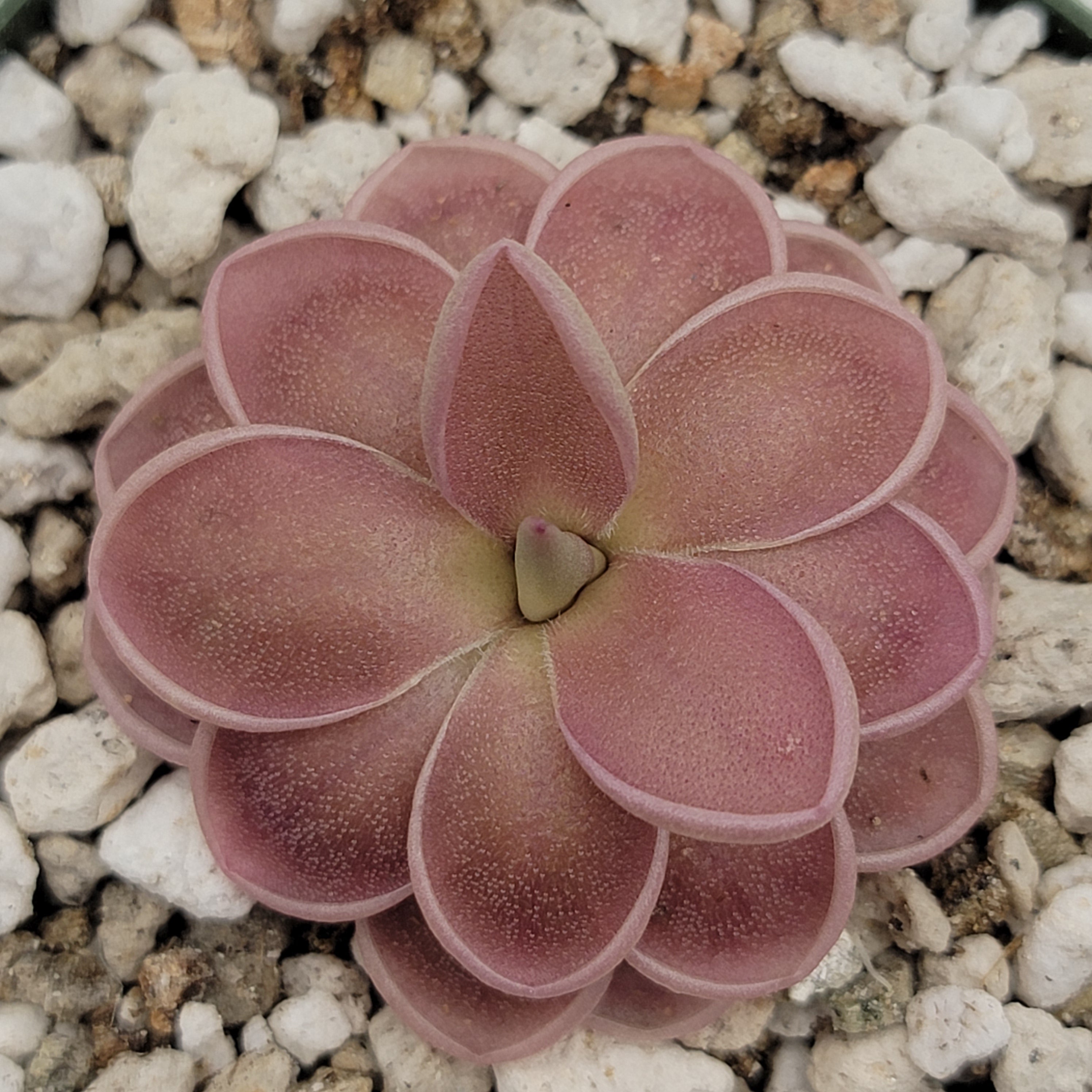 Pink Pinguicula ehlersiae x mesophytica Clone 001 rosette among white grit