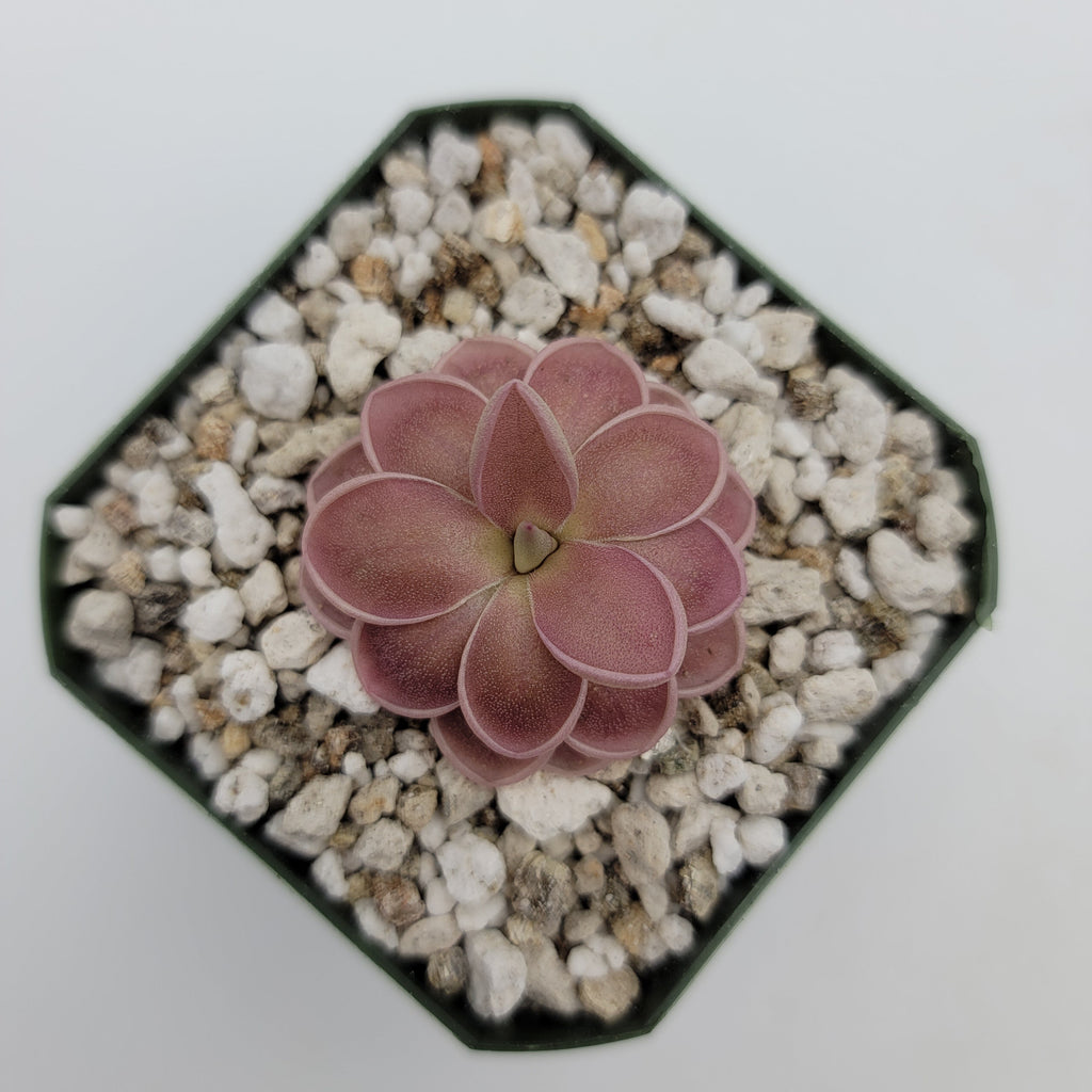 Overhead view of Pinguicula ehlersiae x mesophytica Clone 001 in a black pot with white grit