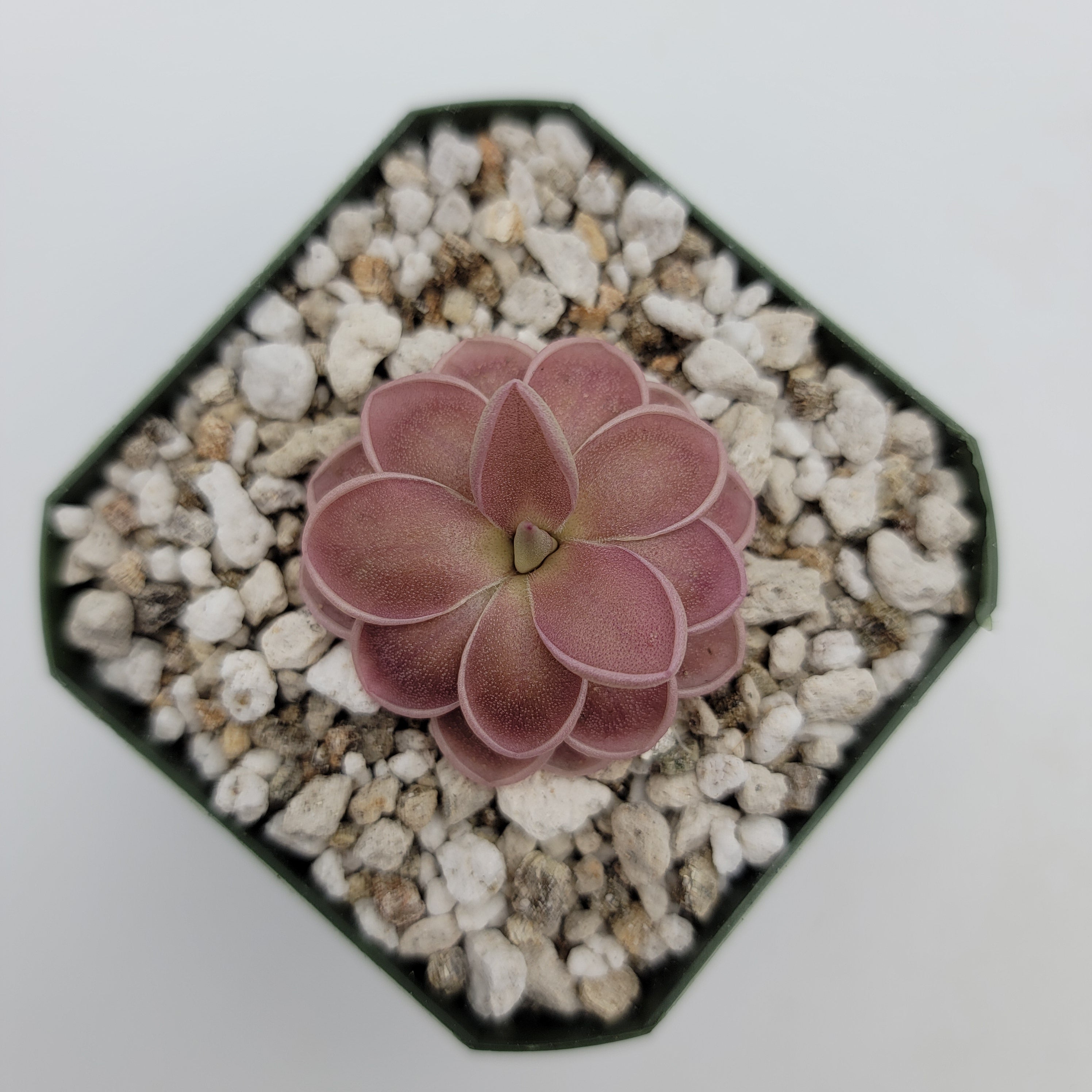 Overhead view of Pinguicula ehlersiae x mesophytica Clone 001 in a black pot with white grit