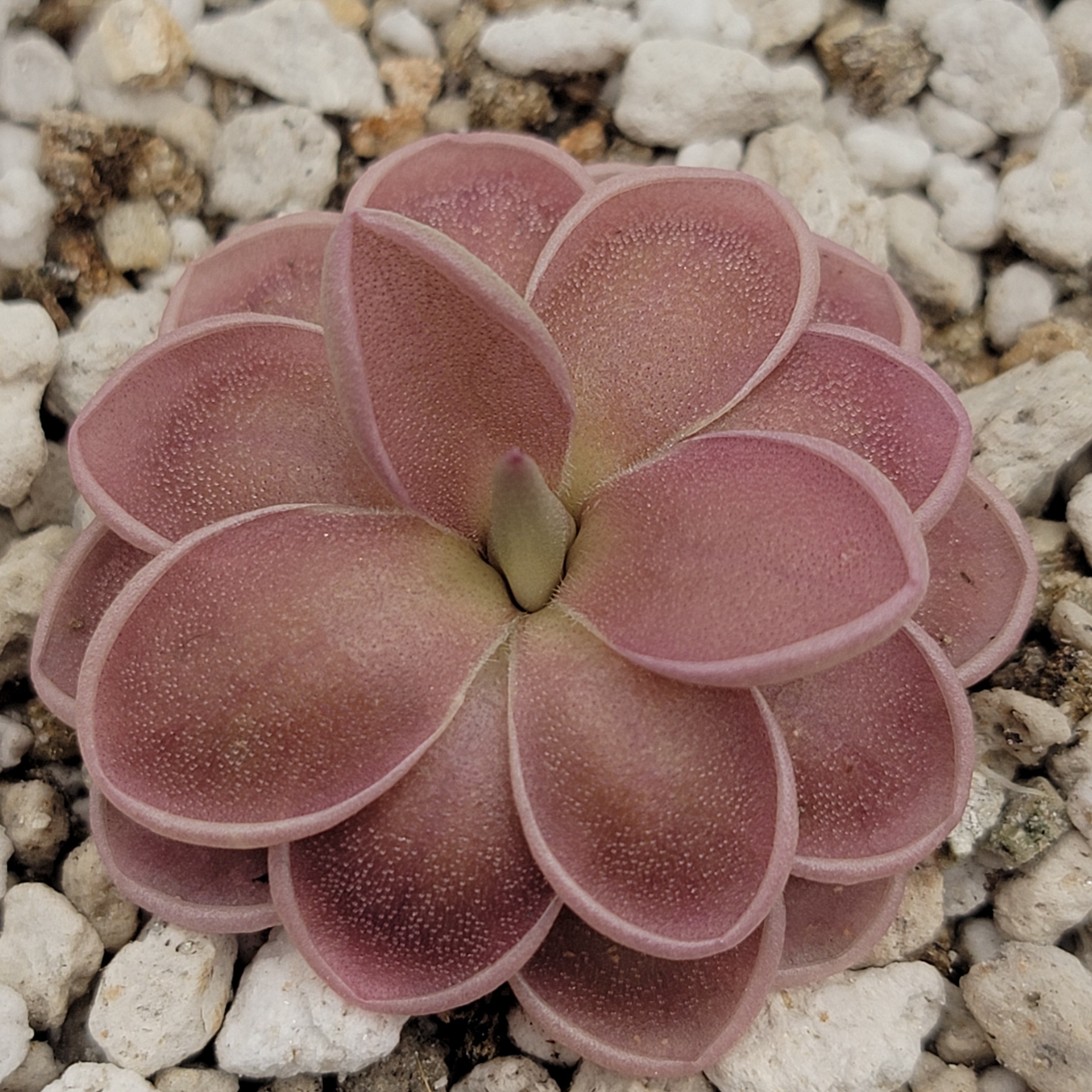 Close-up of rounded pink Pinguicula ehlersiae x mesophytica Clone 001 leaves on white grit