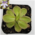 Pinguicula emarginata product image 1