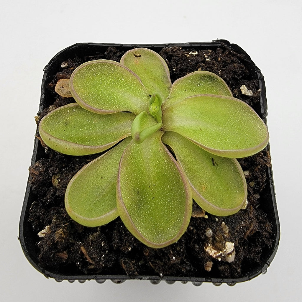 Pinguicula emarginata product image 3