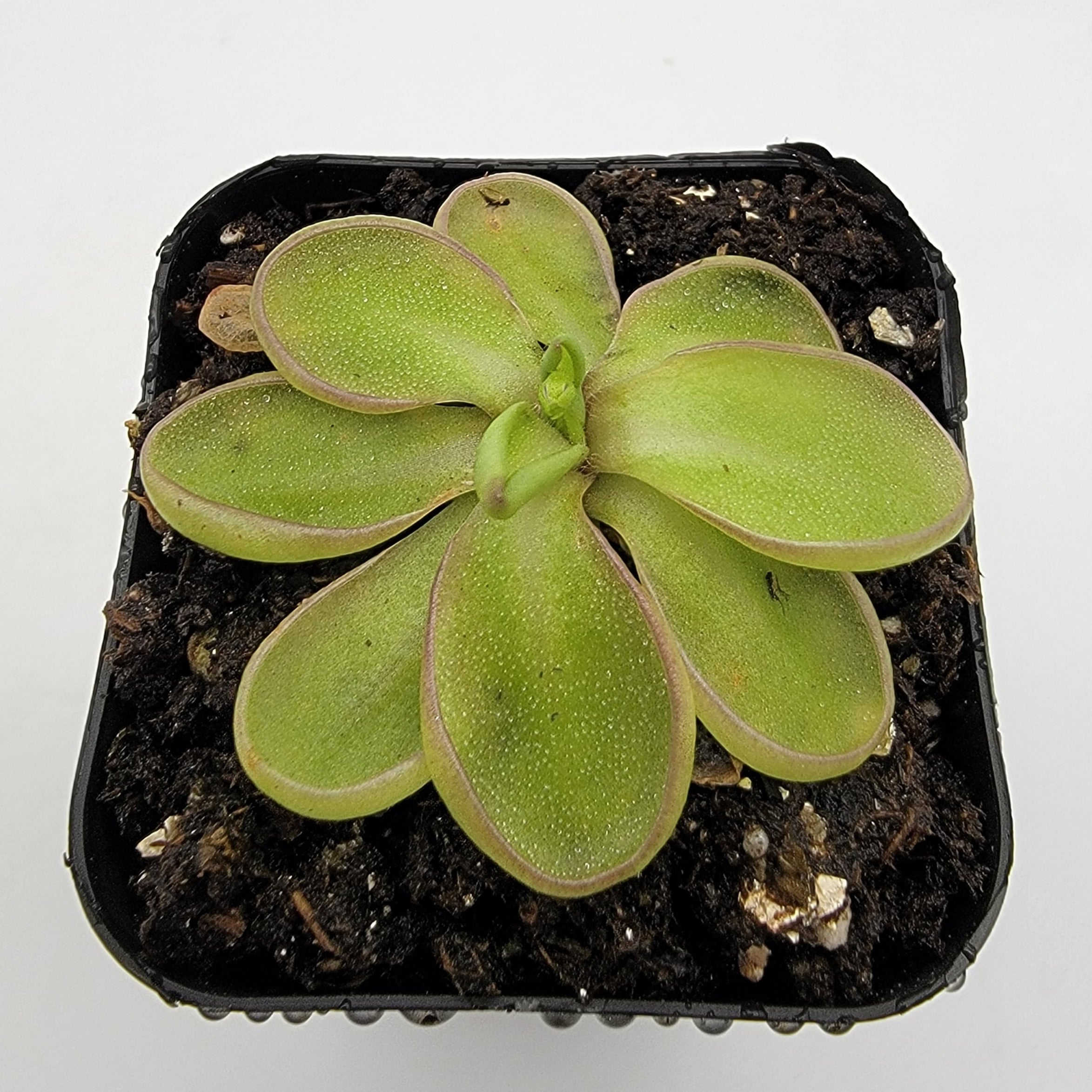 Pinguicula emarginata product image 3