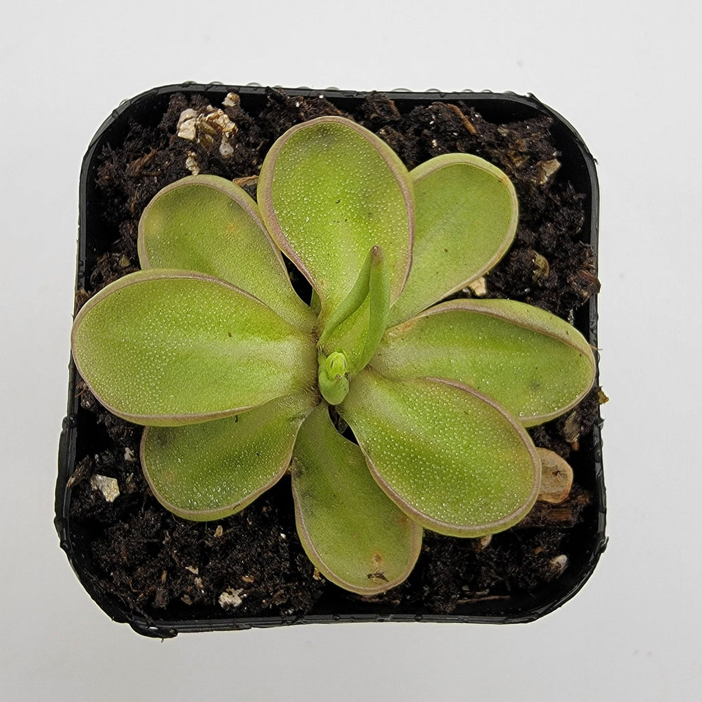 Pinguicula emarginata product image 2