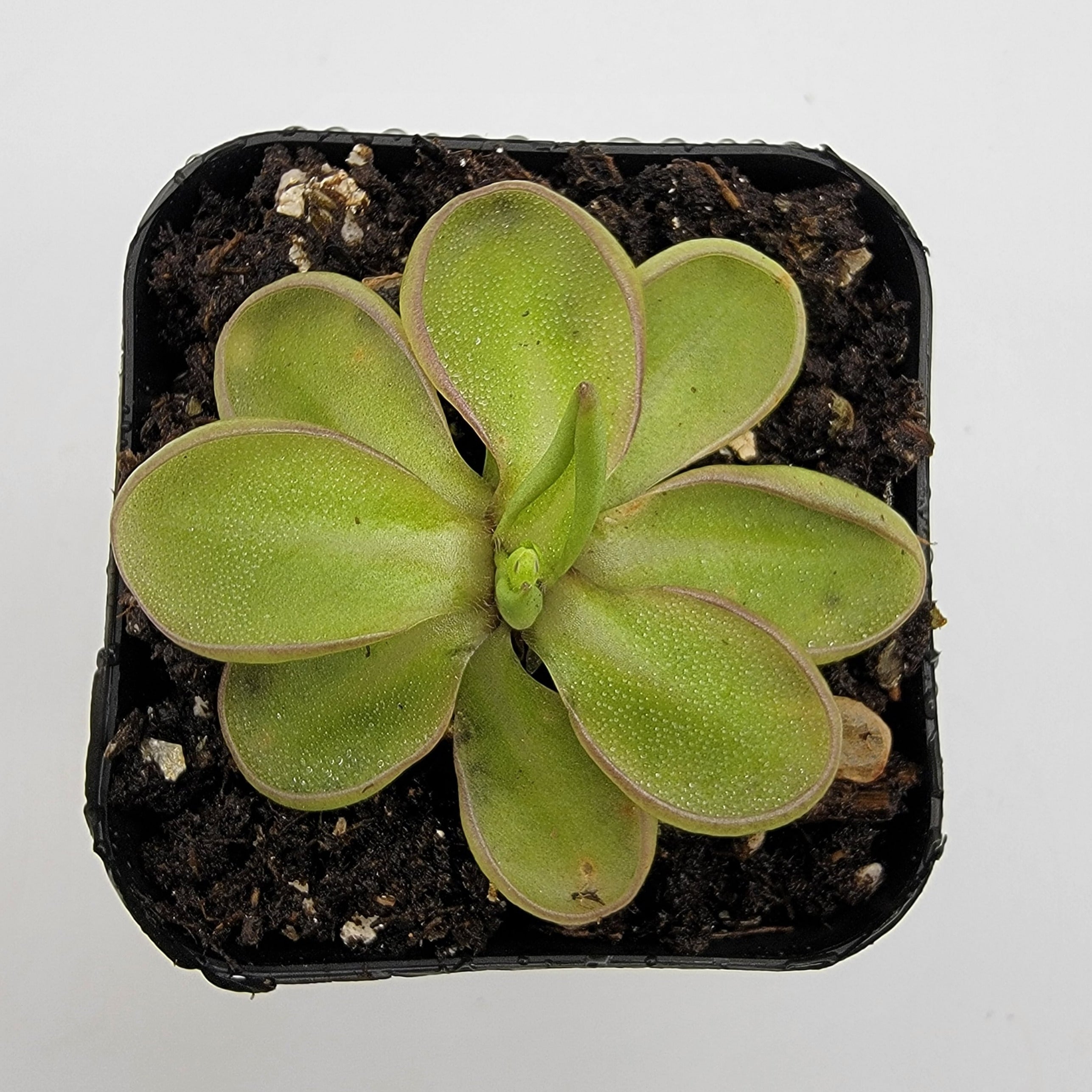 Pinguicula emarginata product image 2