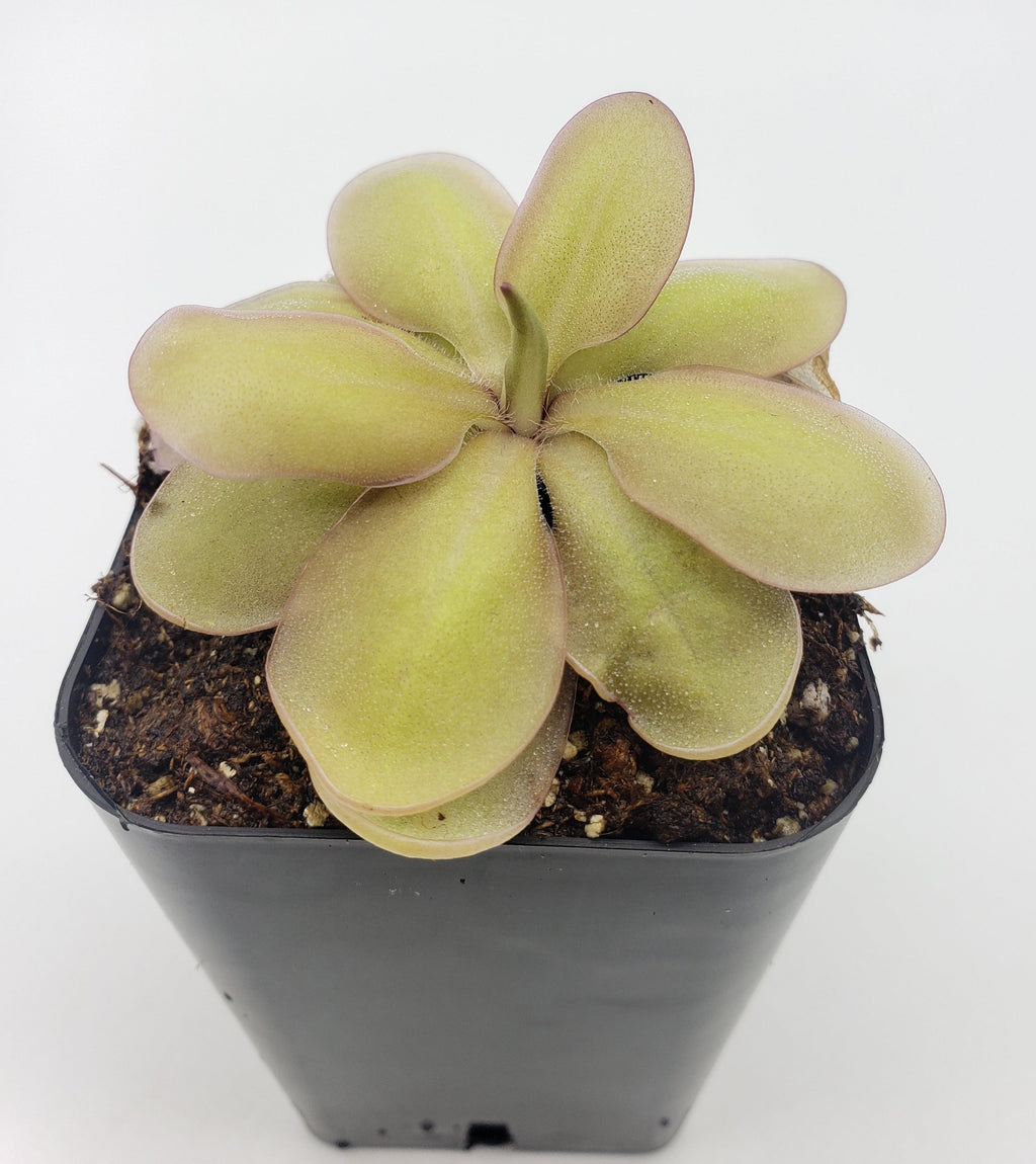 Pinguicula emarginata {red coloured and big rosette} x elizabethiae product image 2