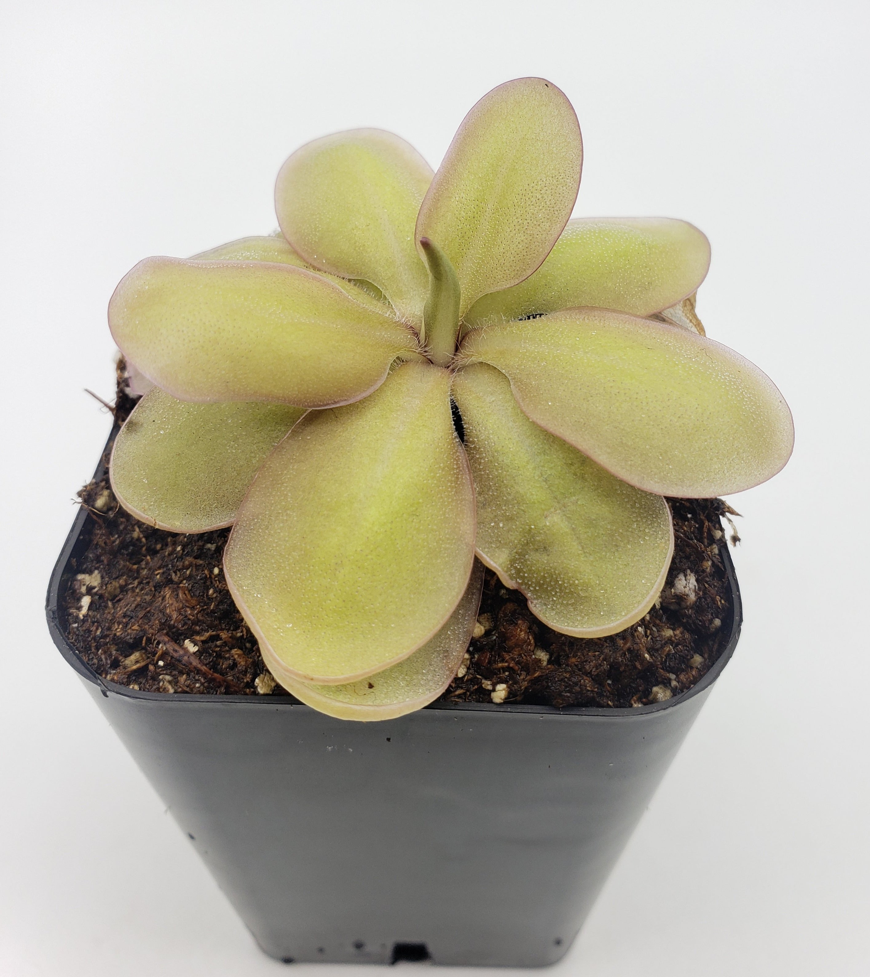 Pinguicula emarginata {red coloured and big rosette} x elizabethiae product image 2