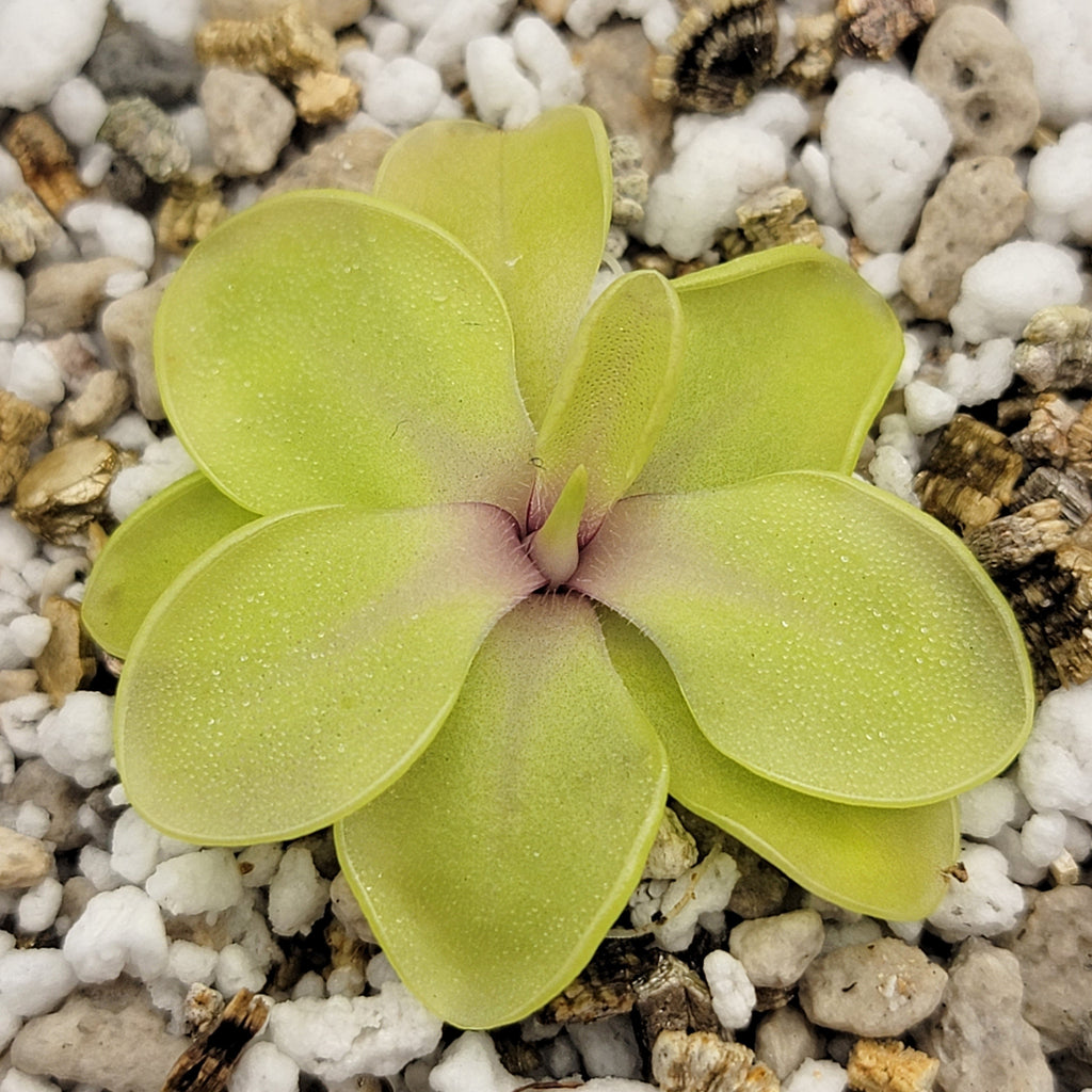 Pinguicula emarginata x cyclosecta product image 3