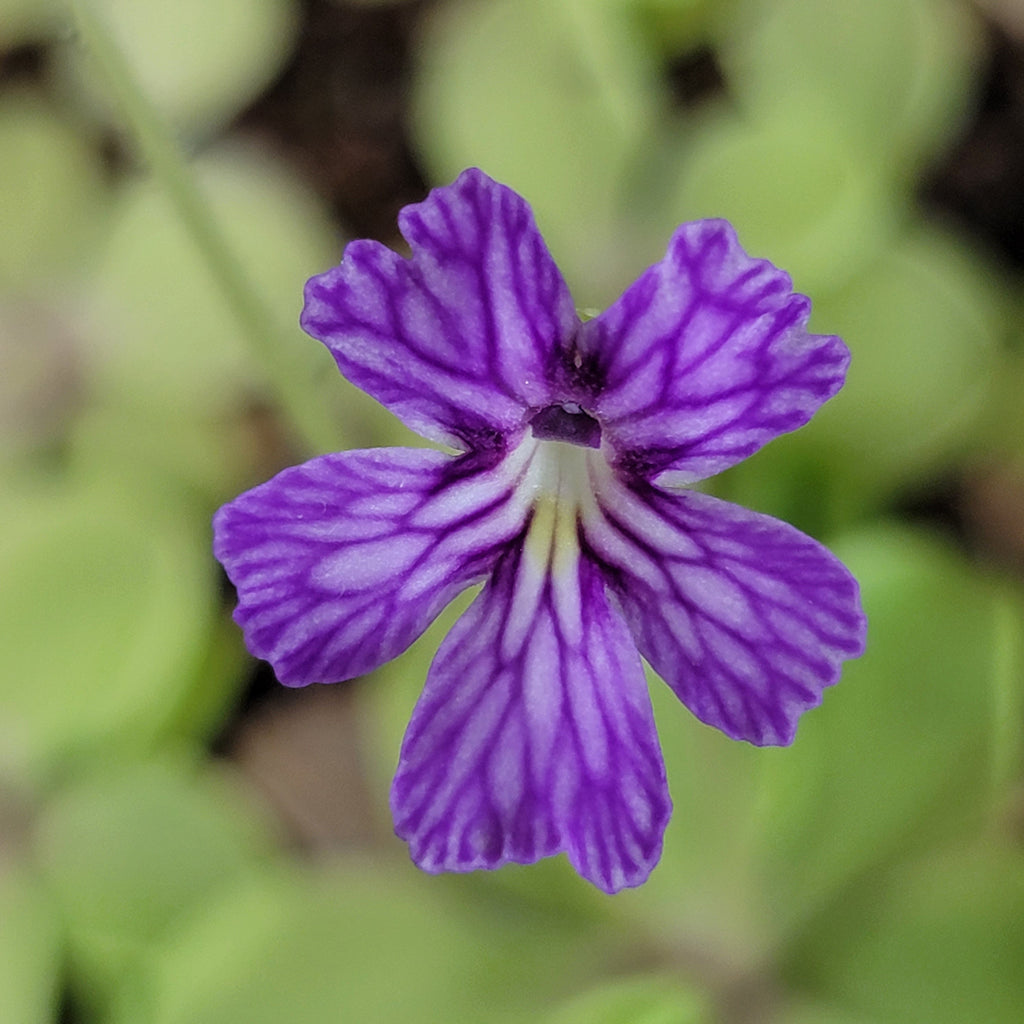 Pinguicula emarginata x cyclosecta product image 2