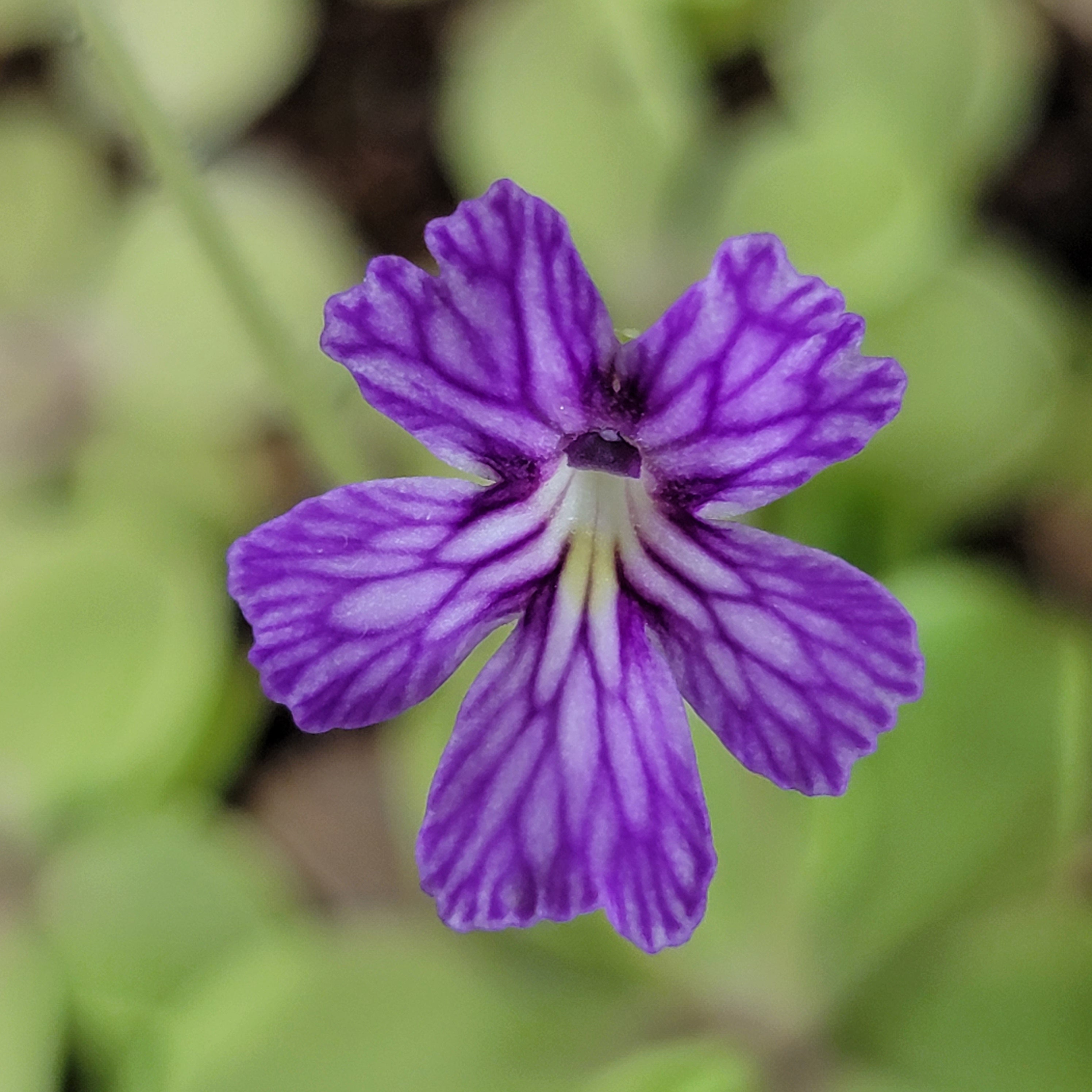Pinguicula emarginata x cyclosecta product image 2