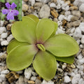 Pinguicula emarginata x cyclosecta product image 1