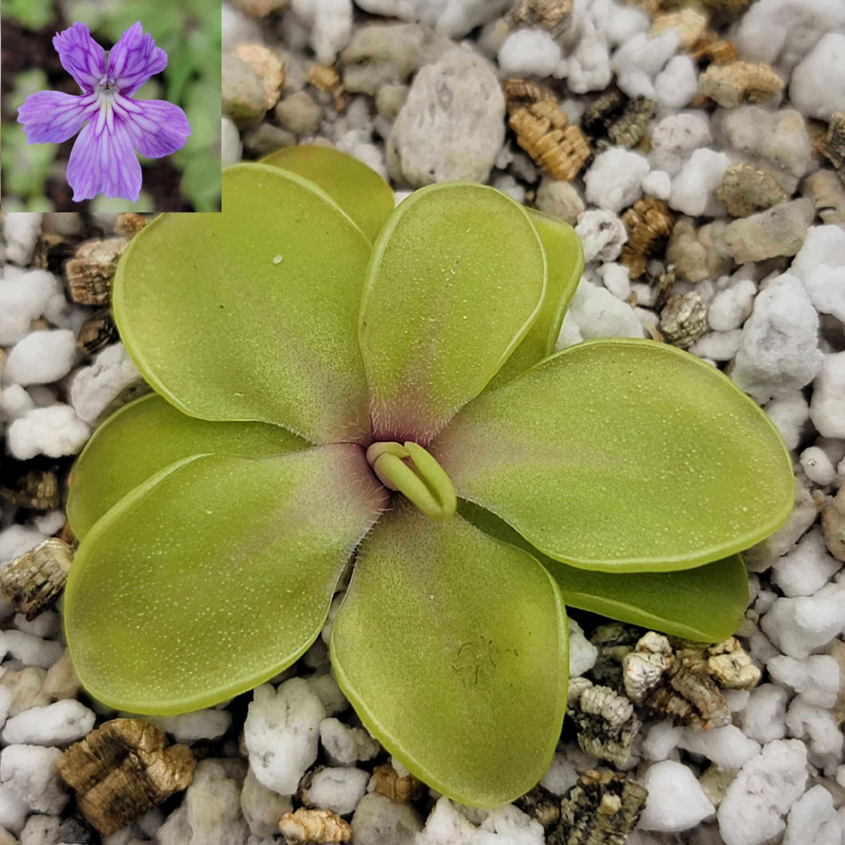 Pinguicula emarginata x cyclosecta product image 1