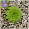 Pinguicula emarginata x gypsicola live plant product image 1