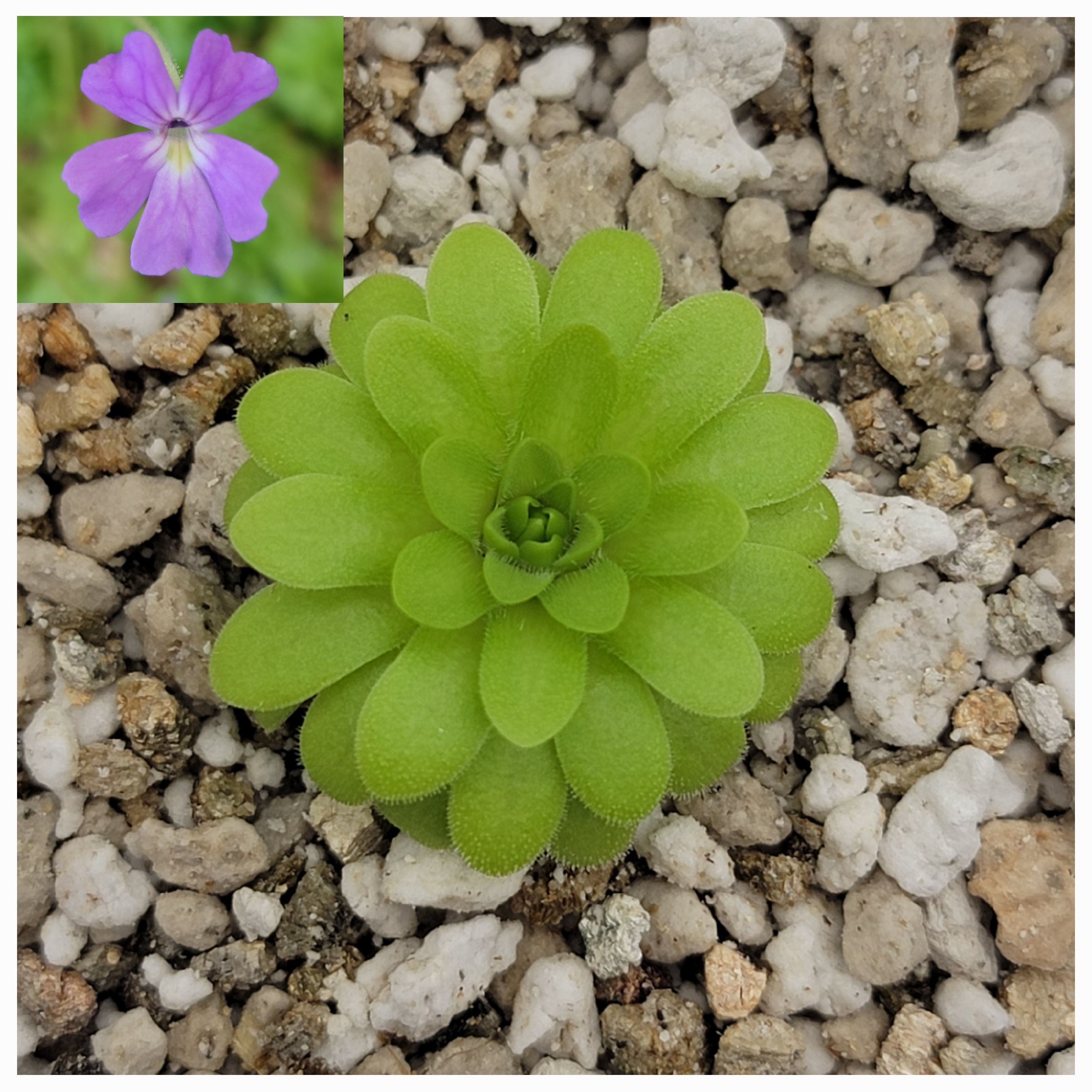 Pinguicula emarginata x gypsicola live plant product image 1