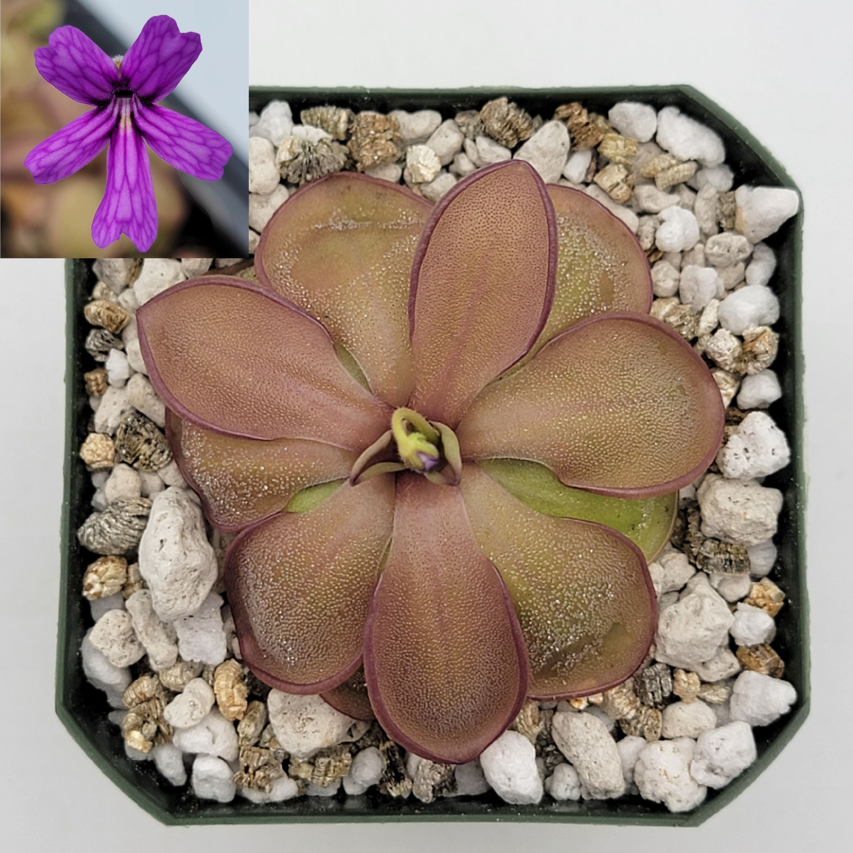 Pinguicula emarginata x hemiepiphytica product image 4